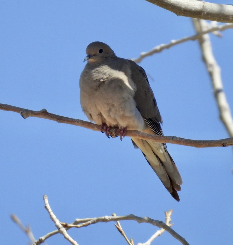 Mourning Dove - ML552209211