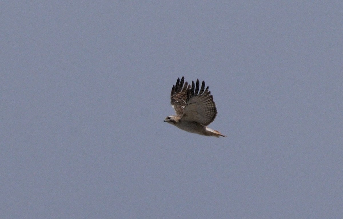 Red-tailed Hawk (Krider's) - ML552209681