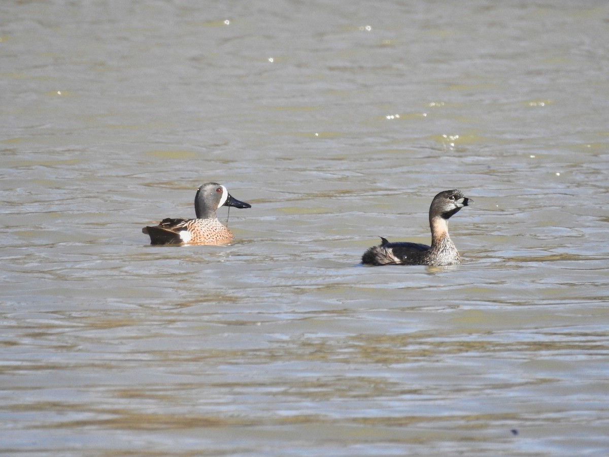 Pied-billed Grebe - Jaime Coon