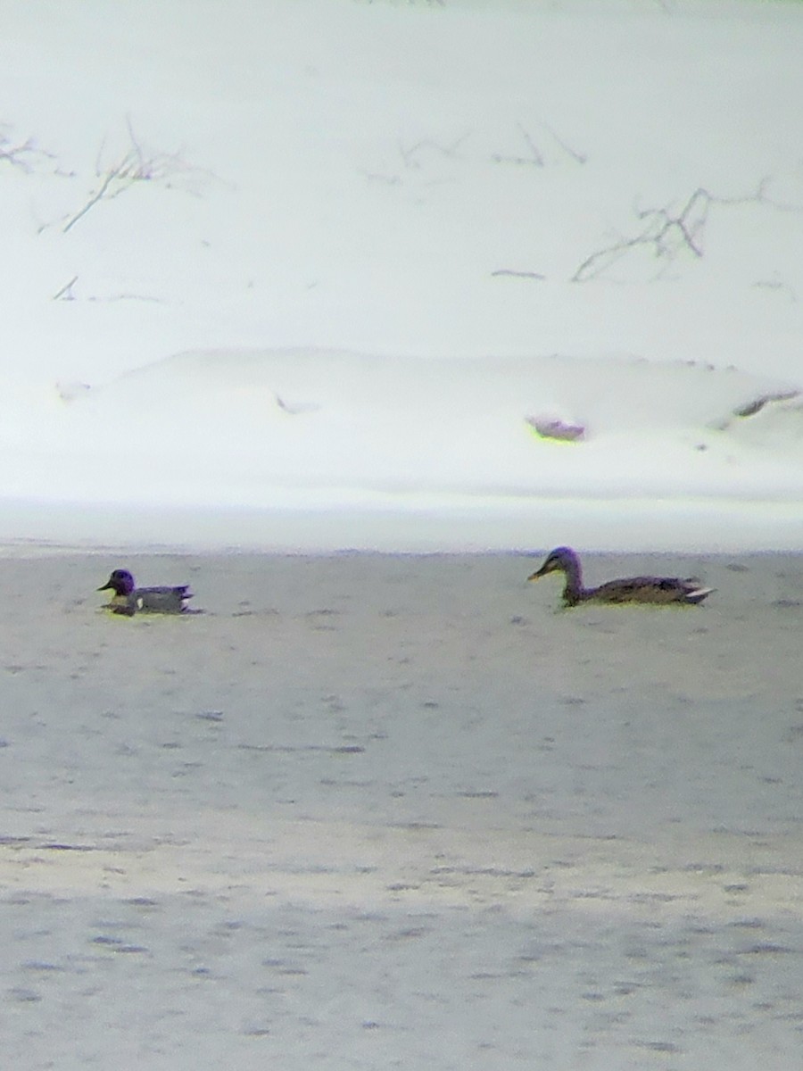 小水鴨(carolinensis) - ML552211961