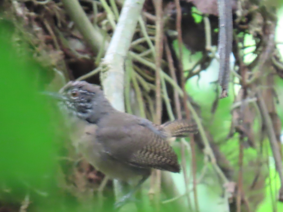 Stripe-throated Wren - Katherine Holland