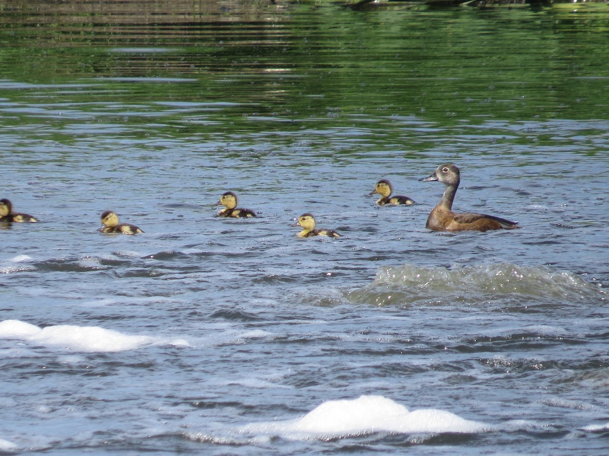 Ring-necked Duck - ML552212841