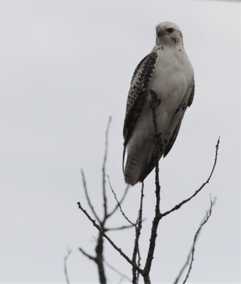 Red-tailed Hawk (Harlan's) - ML552212891