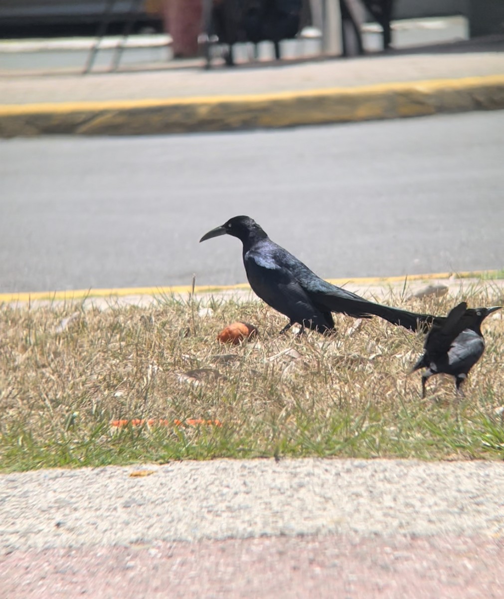 Great-tailed Grackle - ML552213731