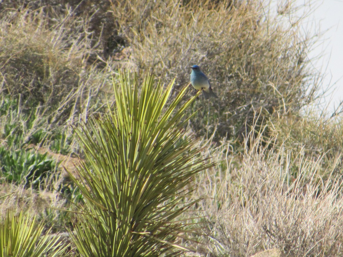 Pinyon Jay - Abby Haight