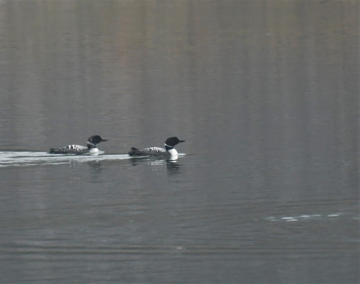 Common Loon - ML552216081