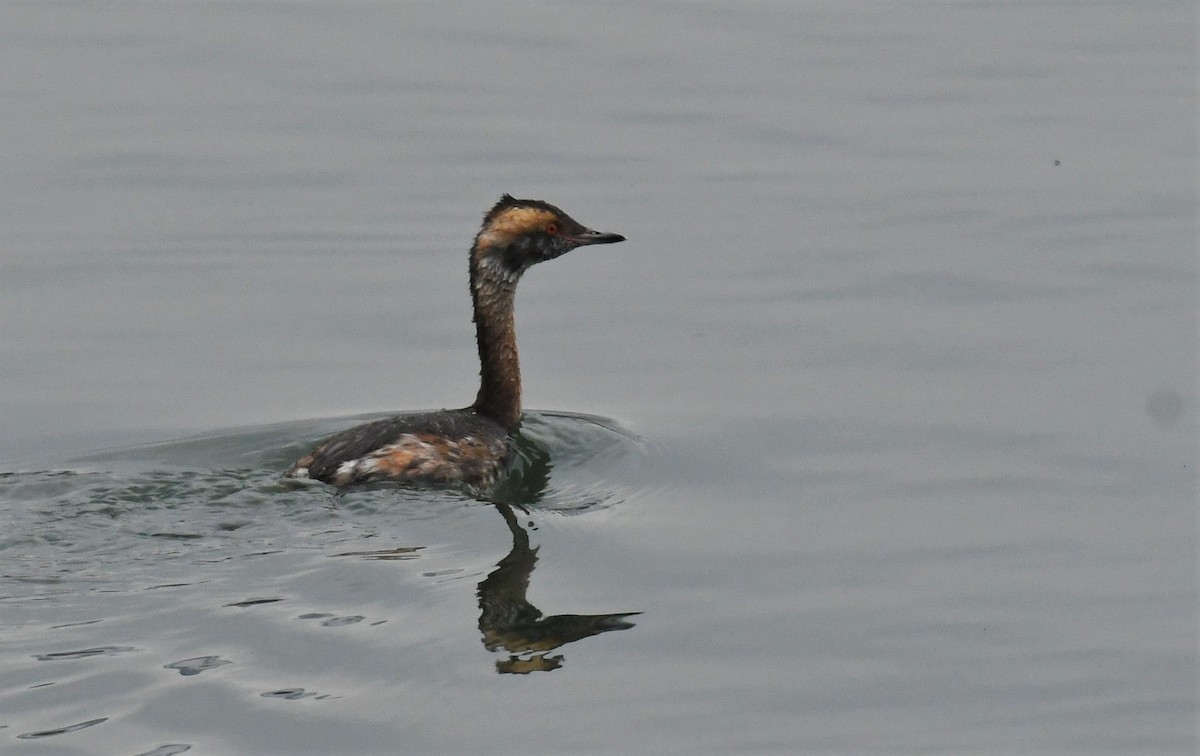 Horned Grebe - ML552216381