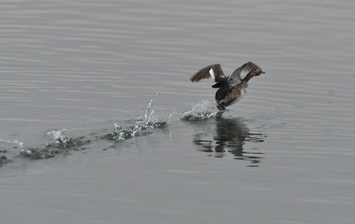 Horned Grebe - ML552216551