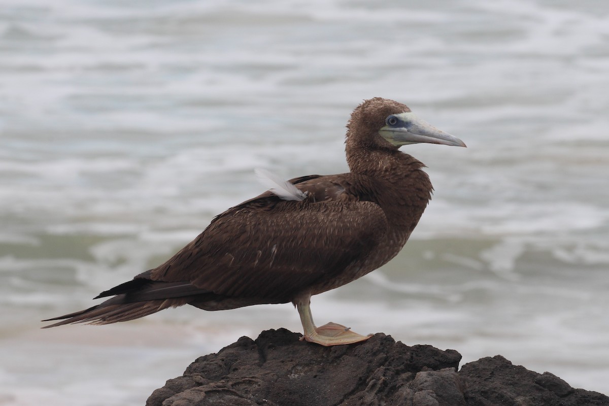 Brown Booby (Forster's) - Hank Taliaferro