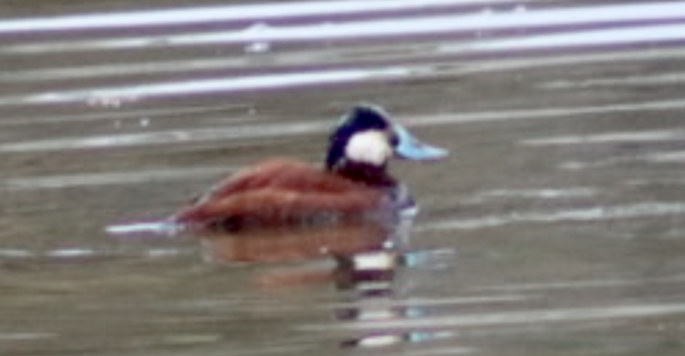 Ruddy Duck - ML552220521