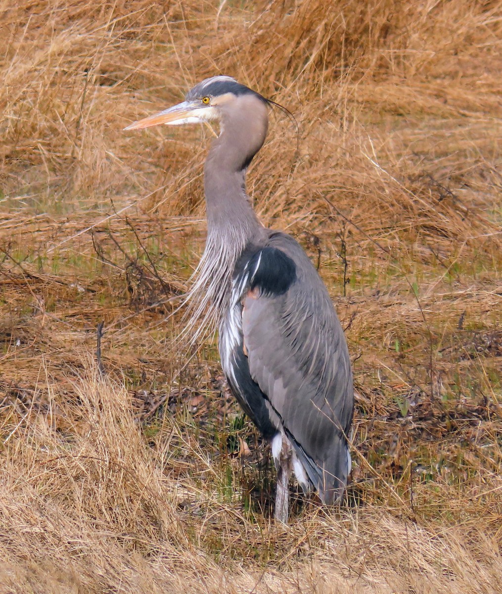 Great Blue Heron - David Schmalz