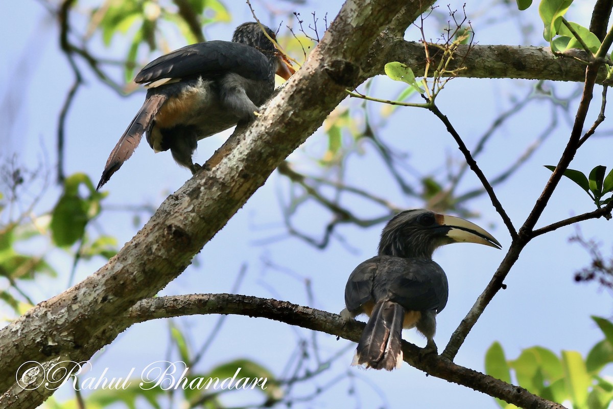 Malabar Gray Hornbill - ML552221061