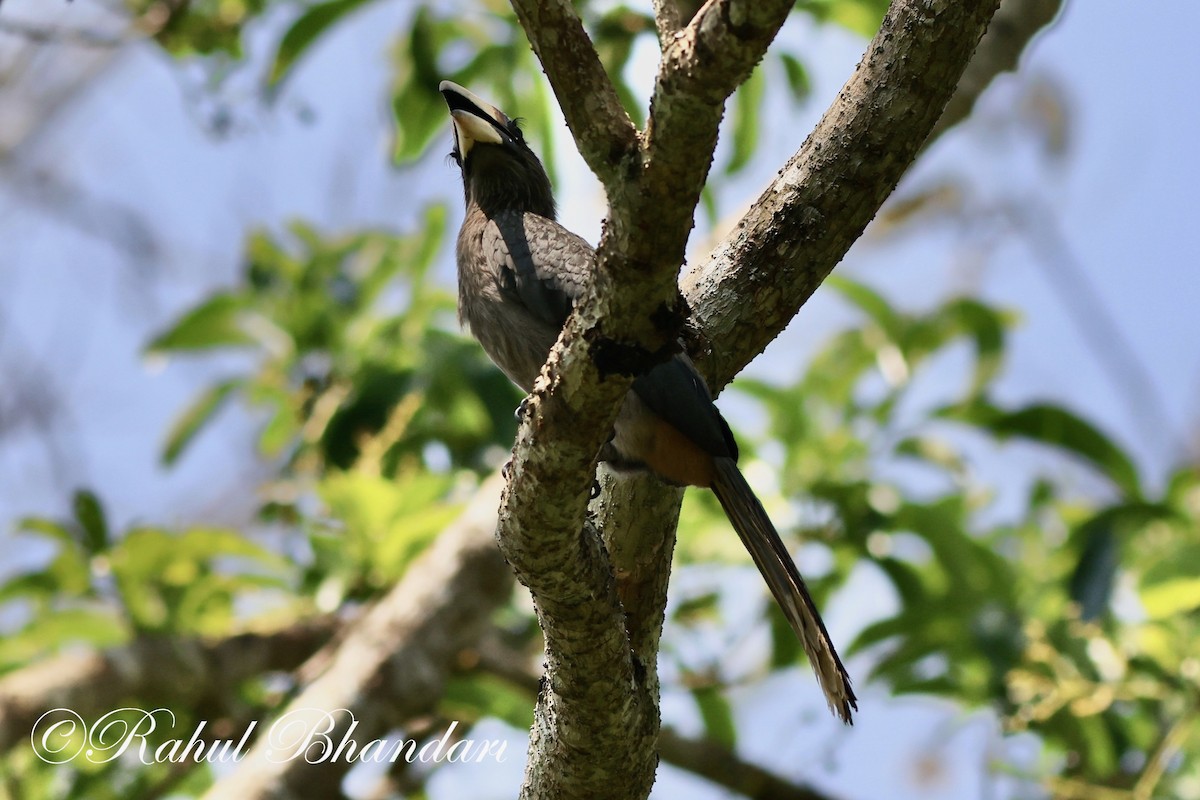 Malabar Gray Hornbill - ML552221071