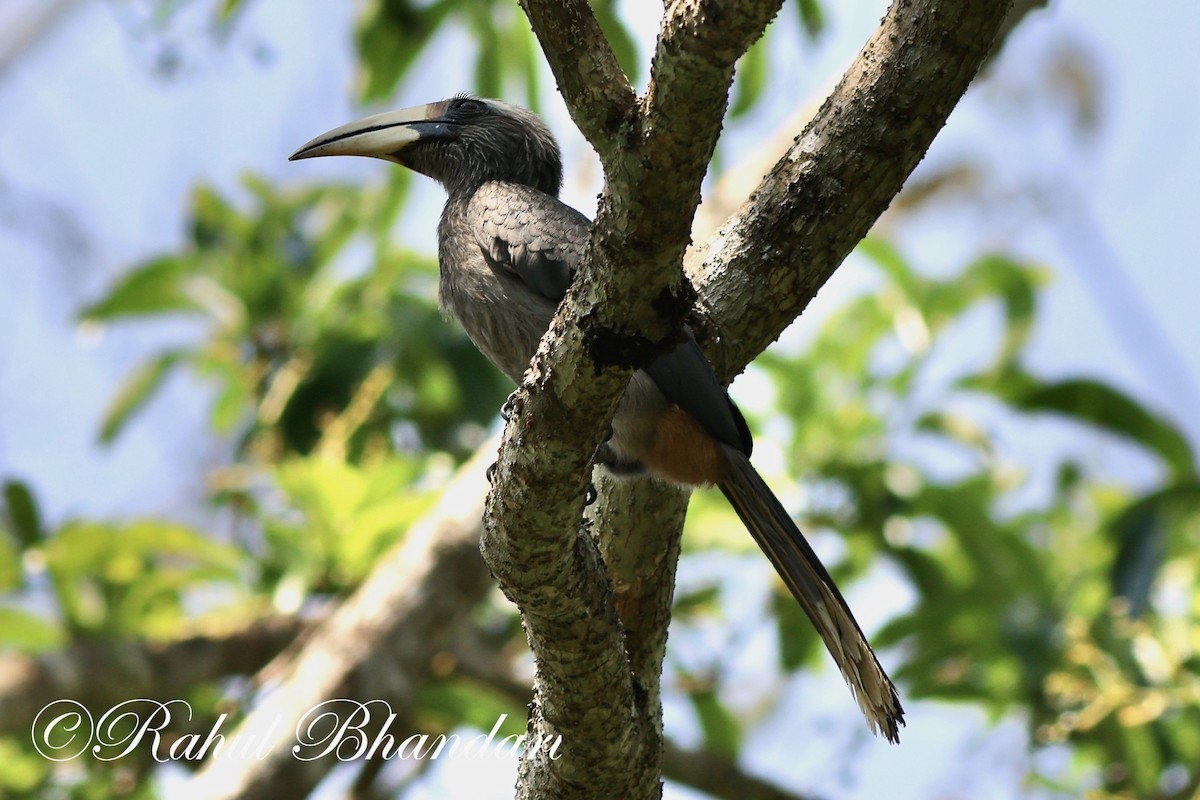 Malabar Gray Hornbill - ML552221081