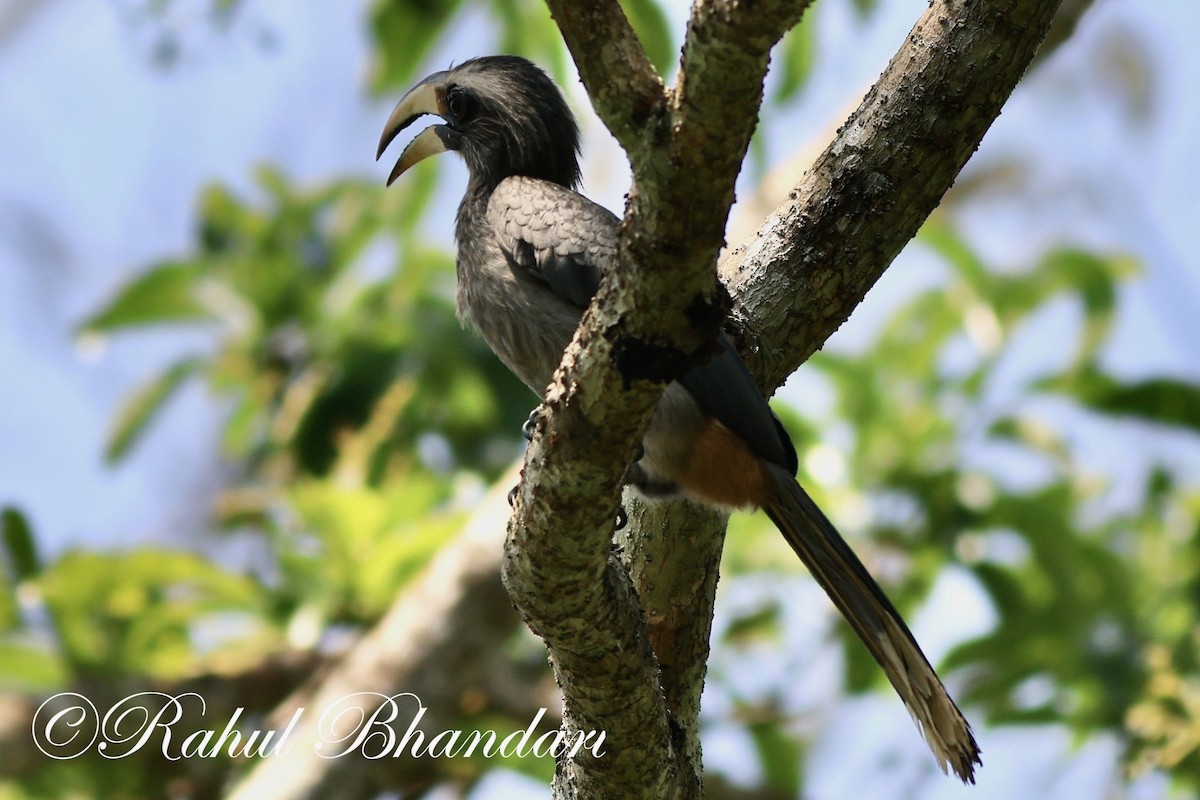 Malabar Gray Hornbill - ML552221091