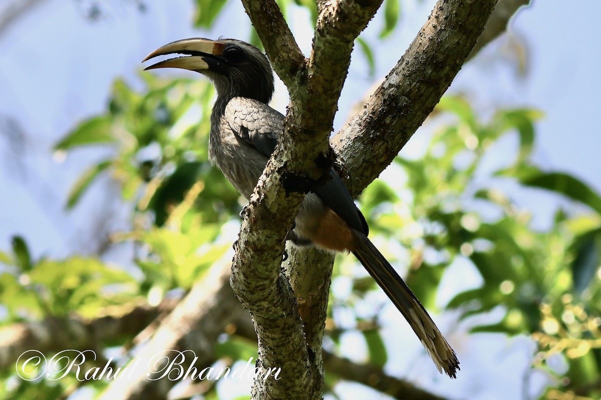 Malabar Gray Hornbill - ML552221101