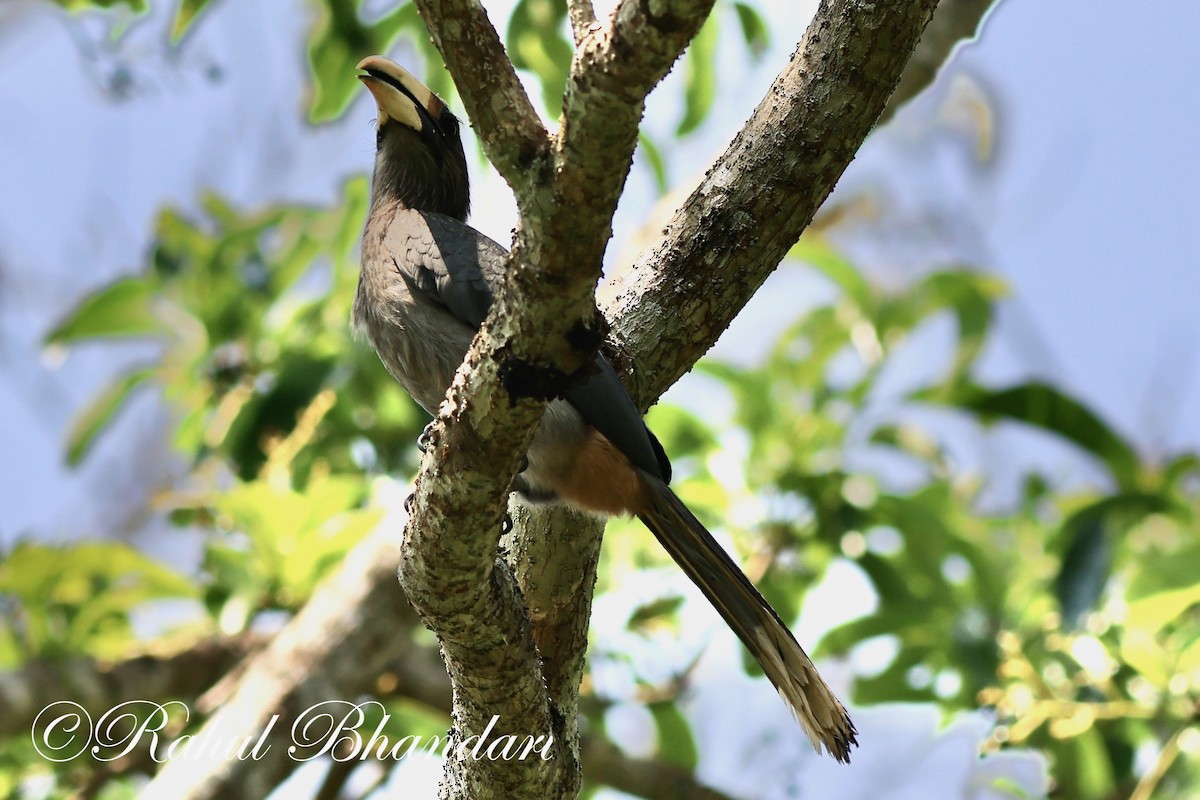 Malabar Gray Hornbill - ML552221111