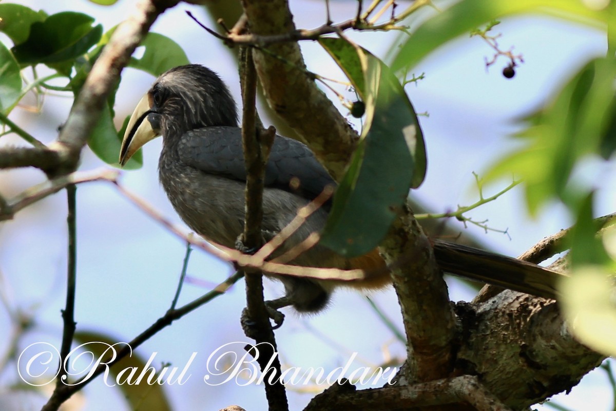 Malabar Gray Hornbill - ML552221121