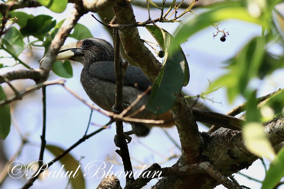 Malabar Gray Hornbill - Rahul Bhandari