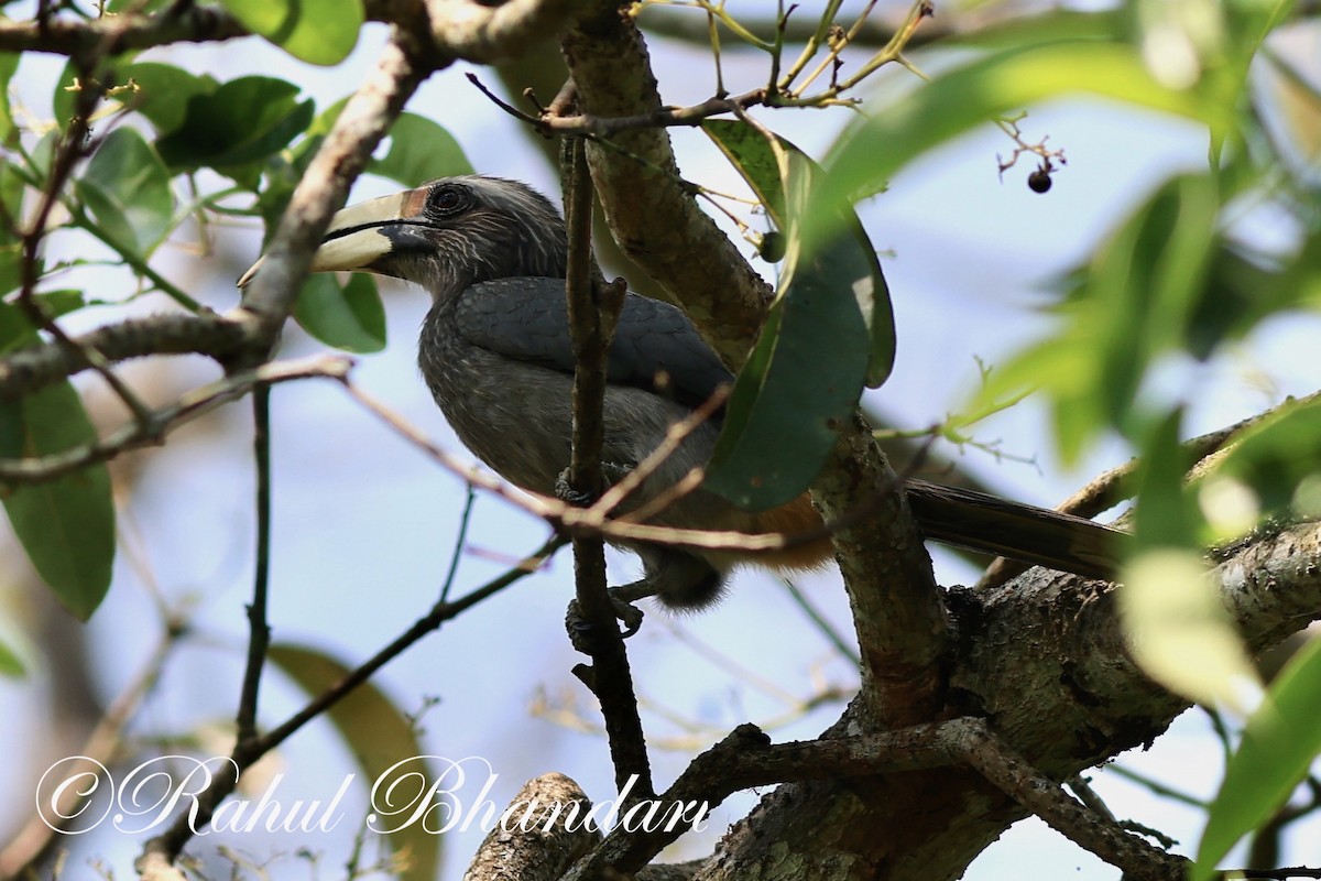 Malabar Gray Hornbill - ML552221141