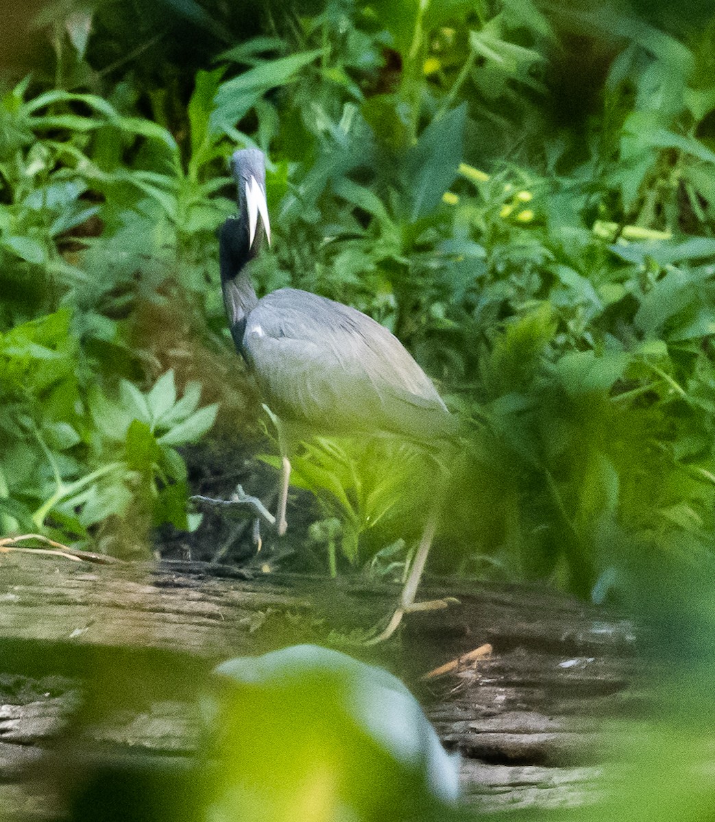 Tricolored Heron - ML552221271