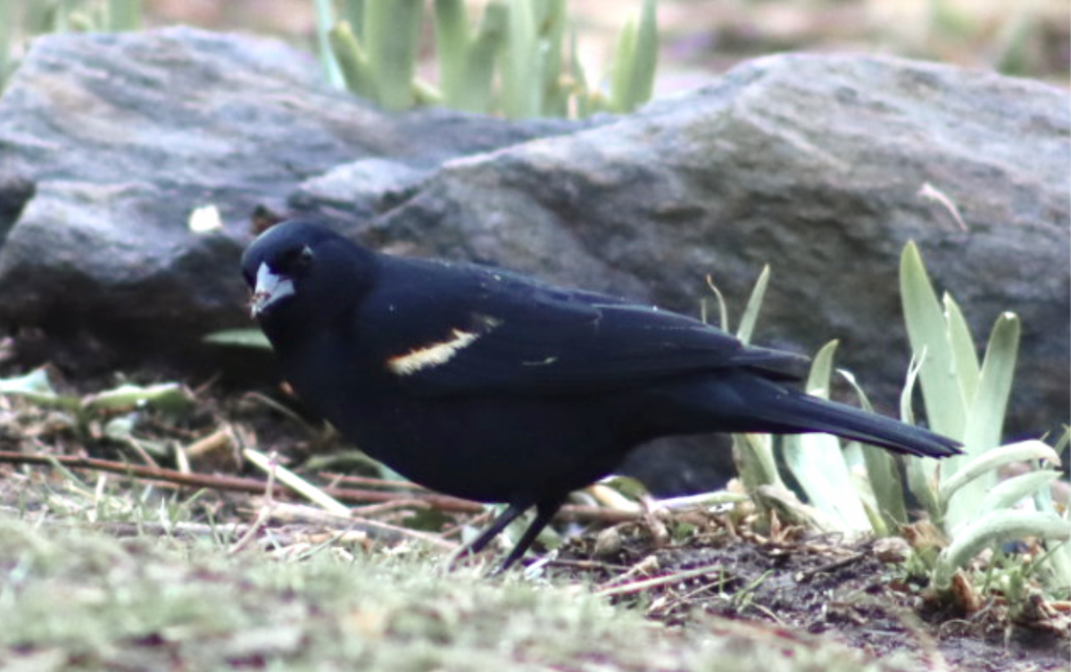 Red-winged Blackbird - ML552222311