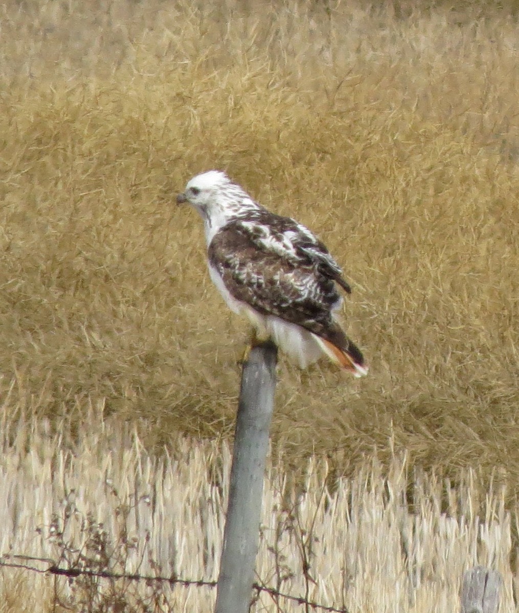 Rotschwanzbussard (harlani) - ML552222631