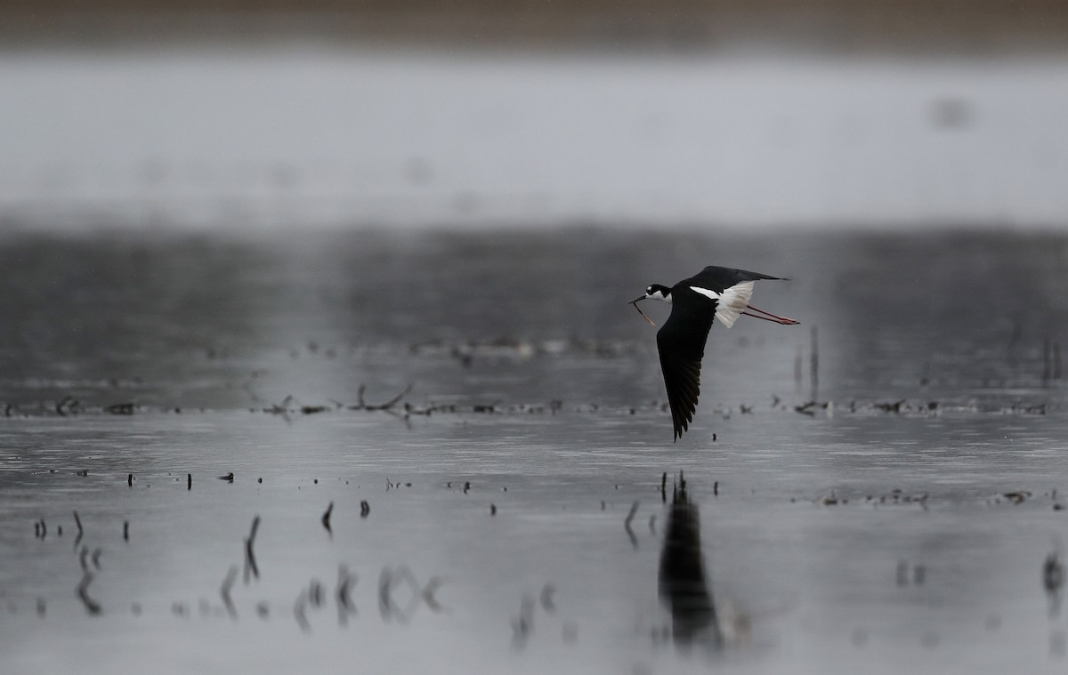 Black-necked Stilt (Black-necked) - ML55222451