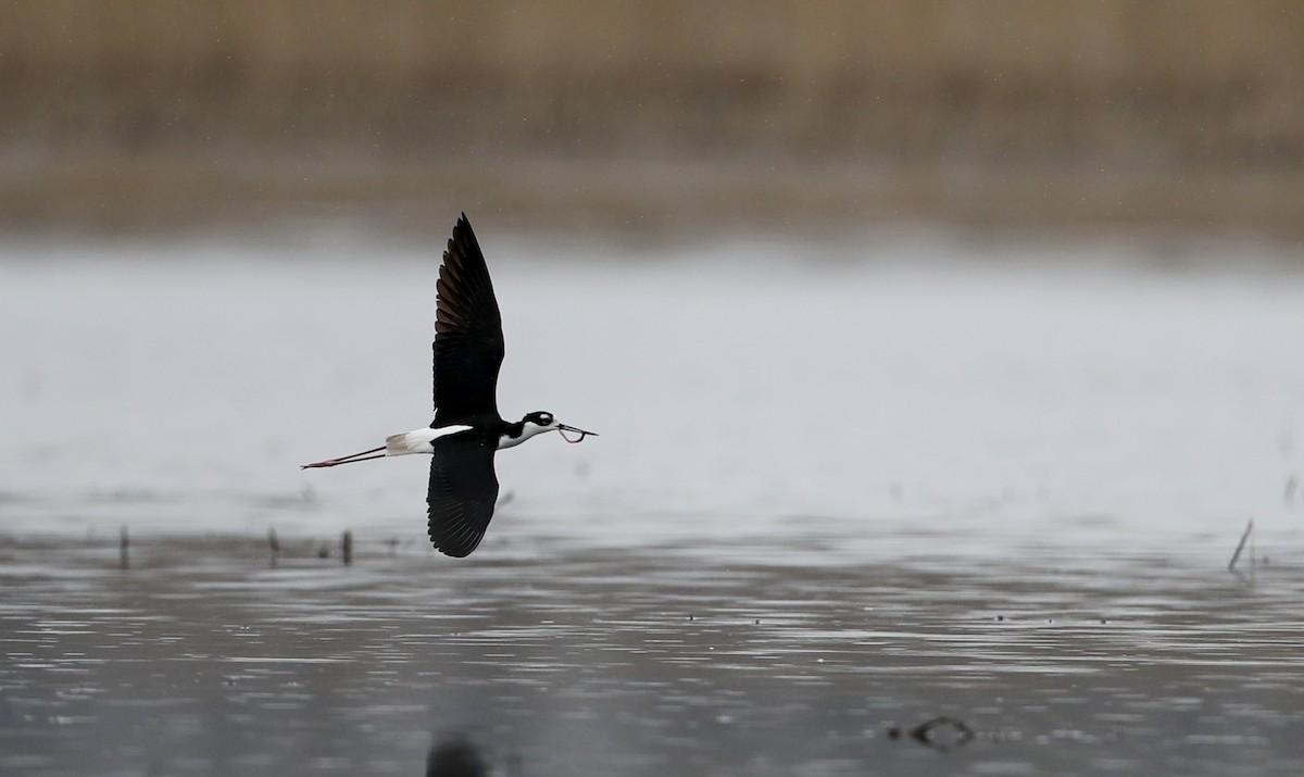 Black-necked Stilt (Black-necked) - ML55222461