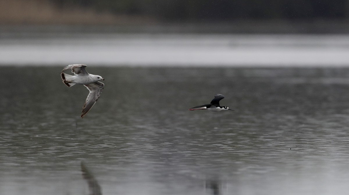 Ring-billed Gull - ML55222491