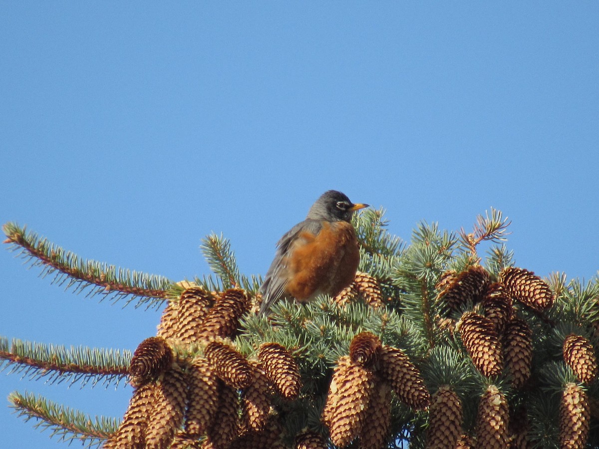 American Robin - ML55222551