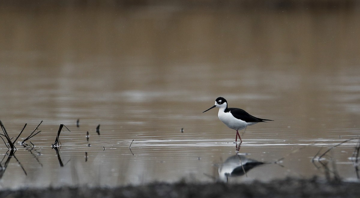 Black-necked Stilt (Black-necked) - ML55222571