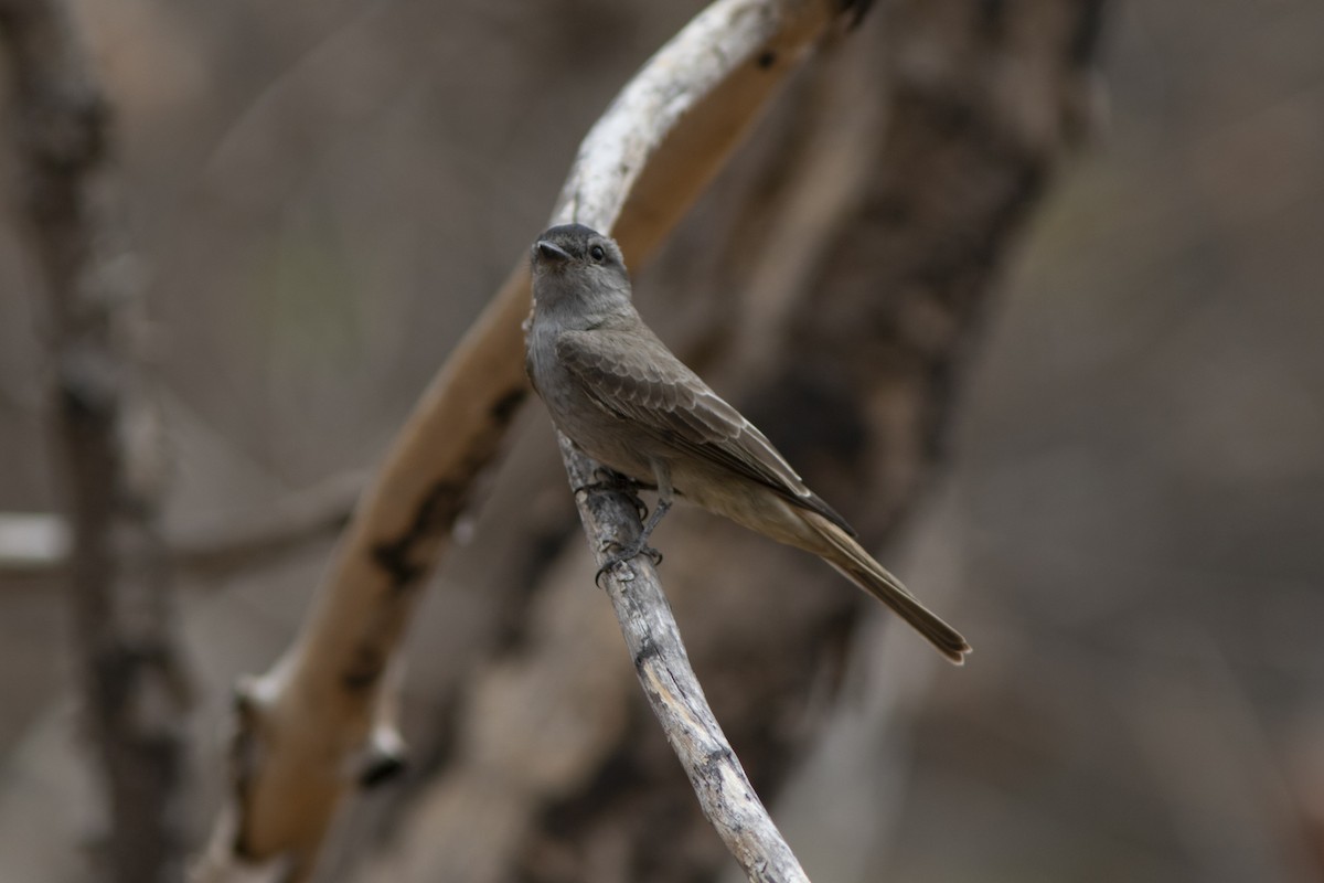 Crowned Slaty Flycatcher - Silvia Faustino Linhares