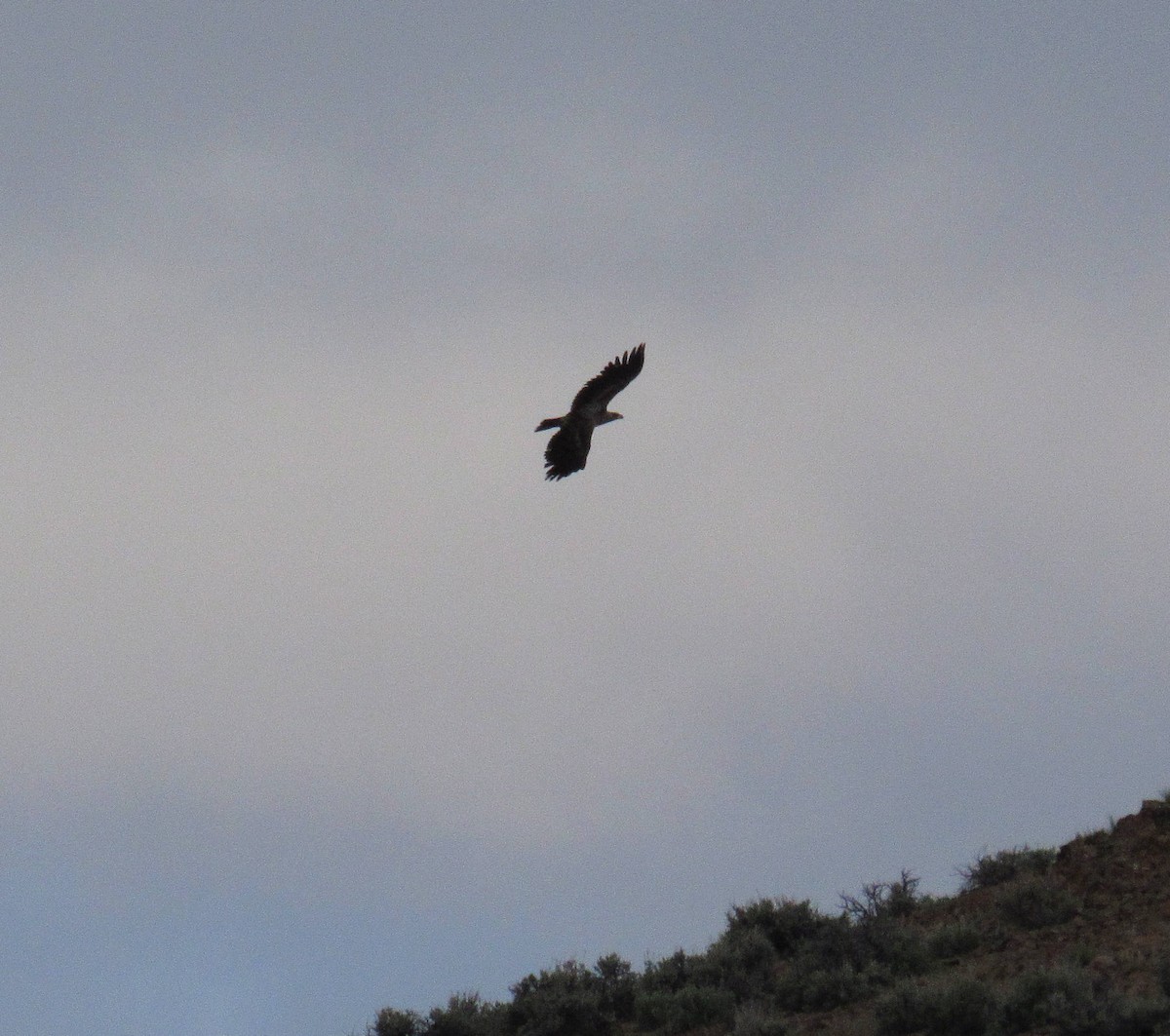 Bald Eagle - ML55222591