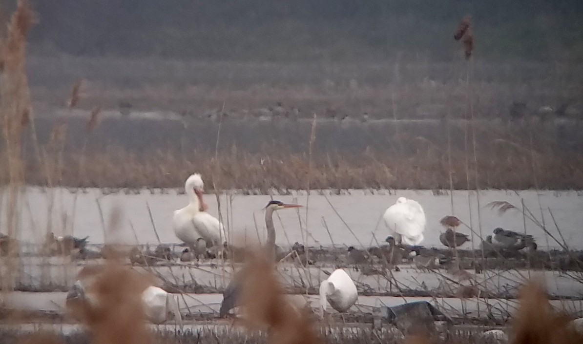 American White Pelican - Jay McGowan