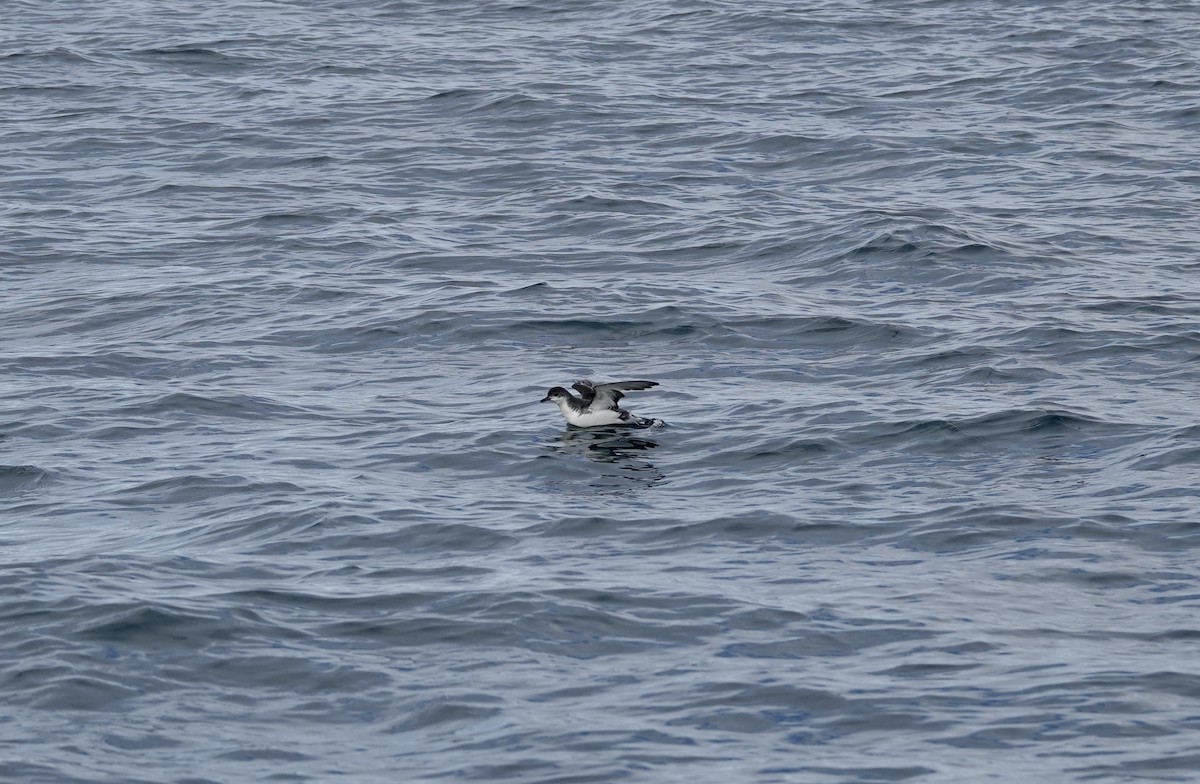 Subantarctic Shearwater - ML552226471