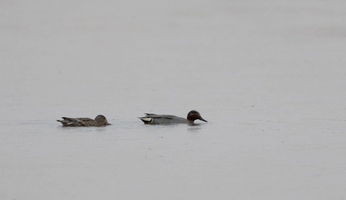 Green-winged Teal (Eurasian) - ML55222651