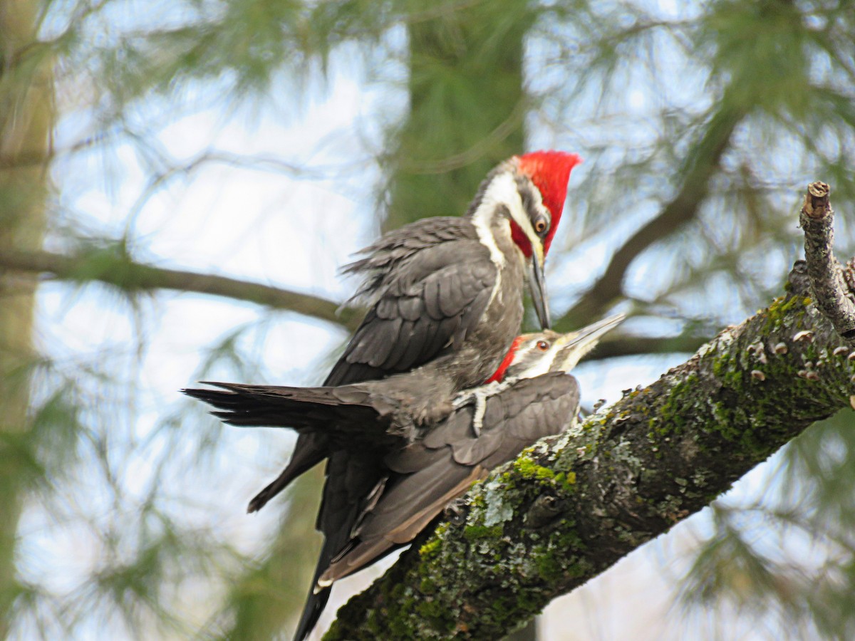 Pileated Woodpecker - ML552226681