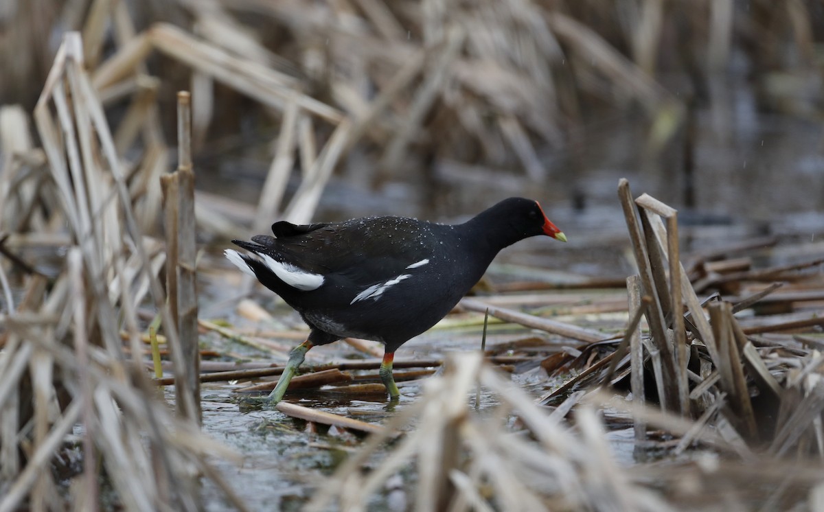 Common Gallinule - ML55222721