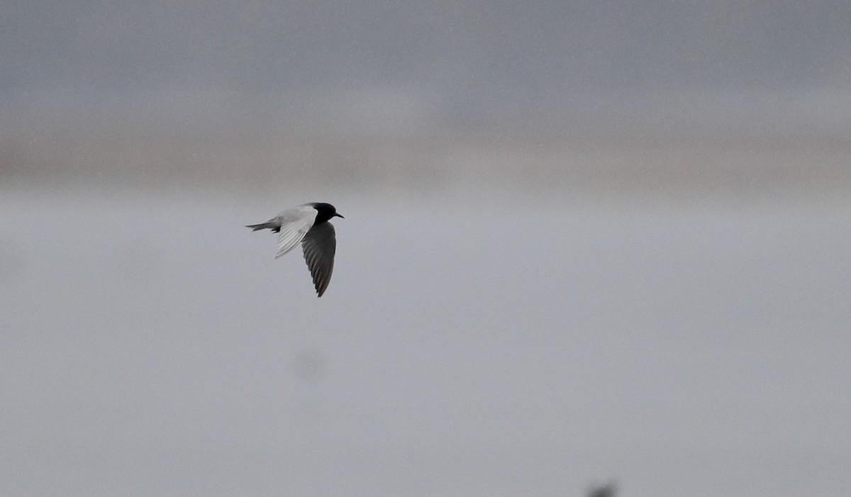 Black Tern (American) - ML55222741