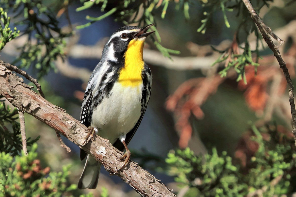 Yellow-throated Warbler - ML552227751