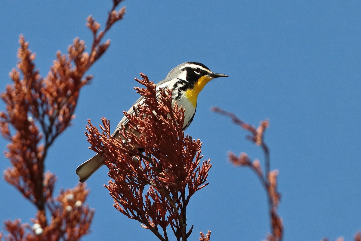 Yellow-throated Warbler - ML552227771