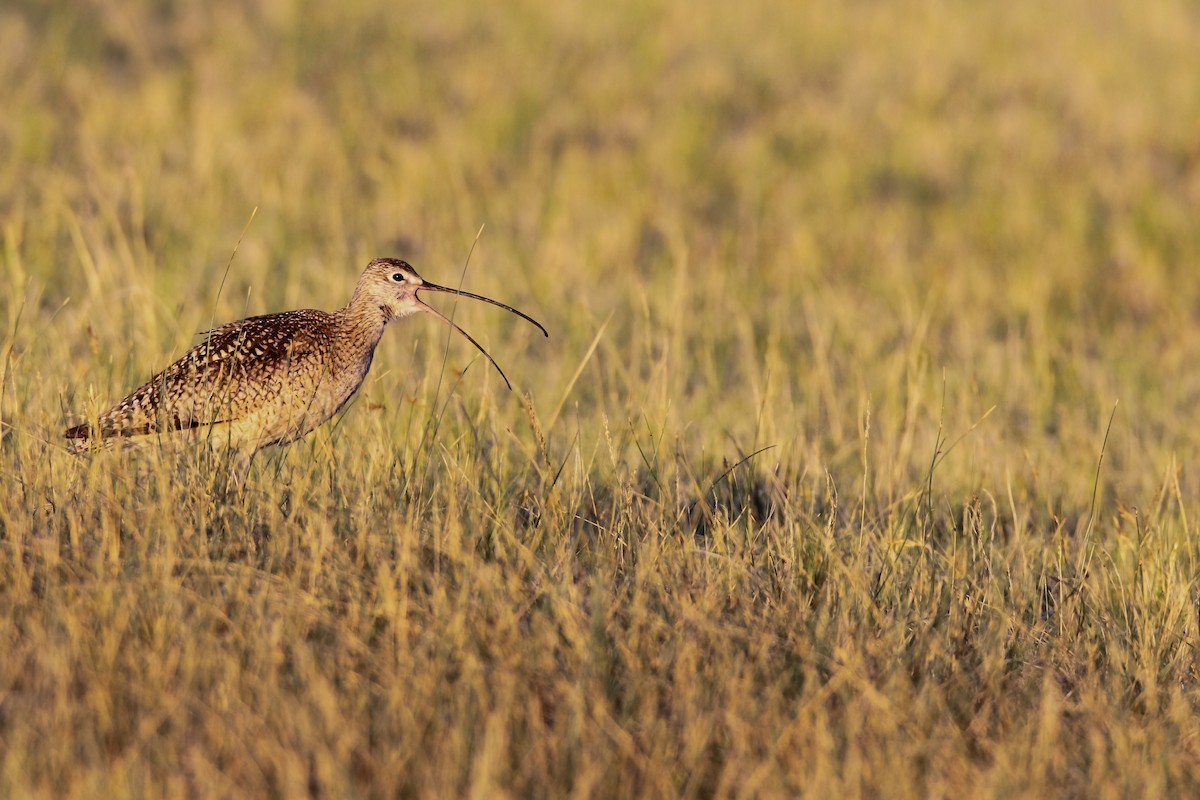 Long-billed Curlew - ML552228511