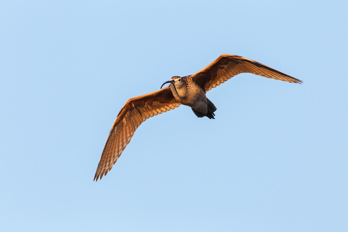 Long-billed Curlew - Scott Carpenter