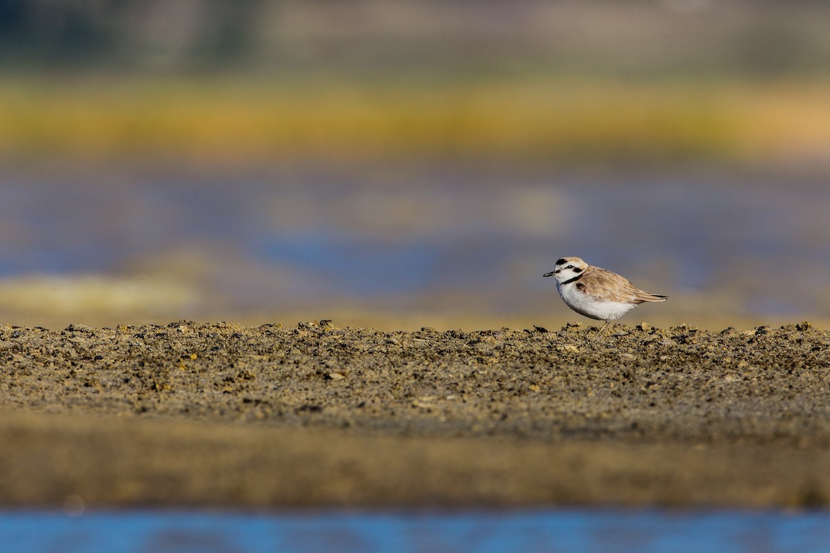 Snowy Plover - Scott Carpenter