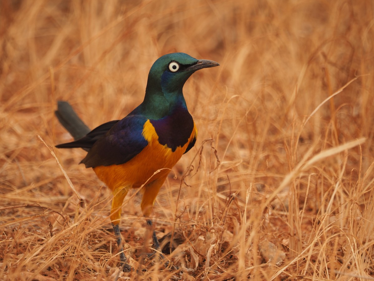 Golden-breasted Starling - Adrian Hinkle