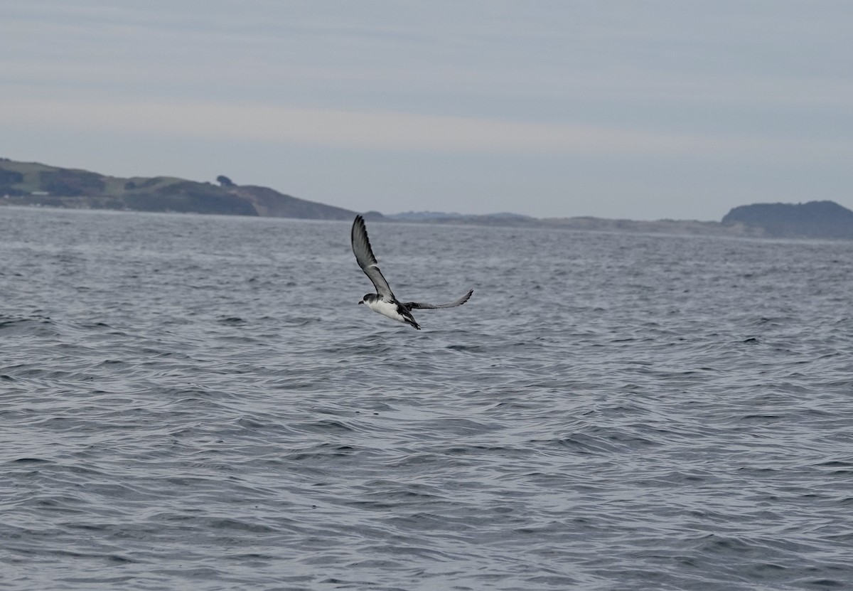 Subantarctic Shearwater - ML552229851