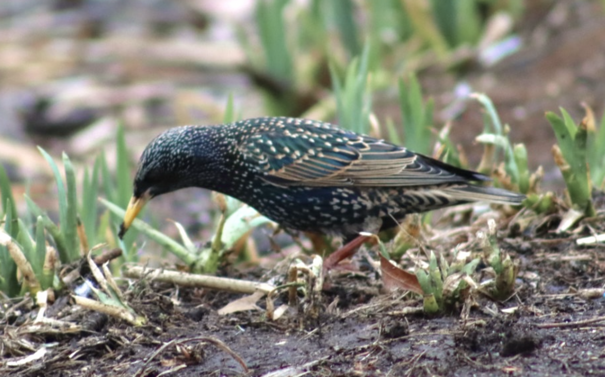 European Starling - ML552230081