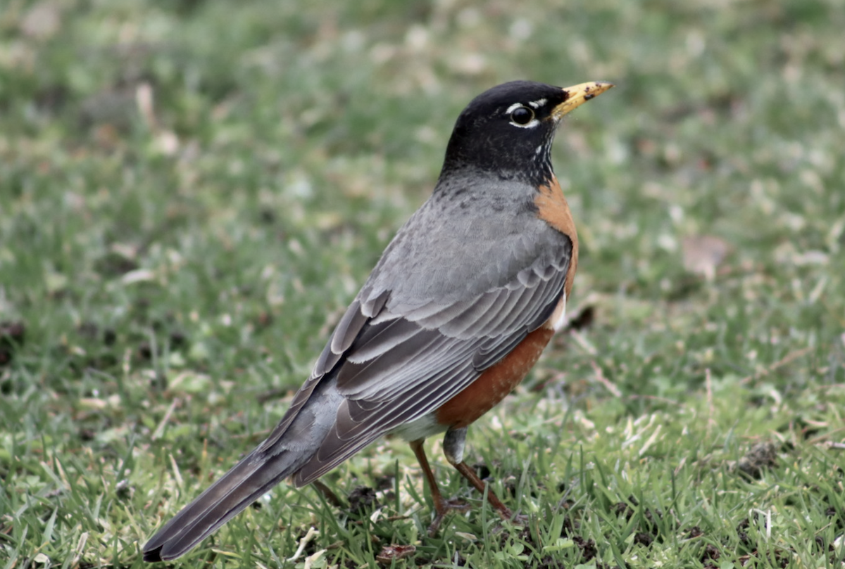 American Robin - ML552230191