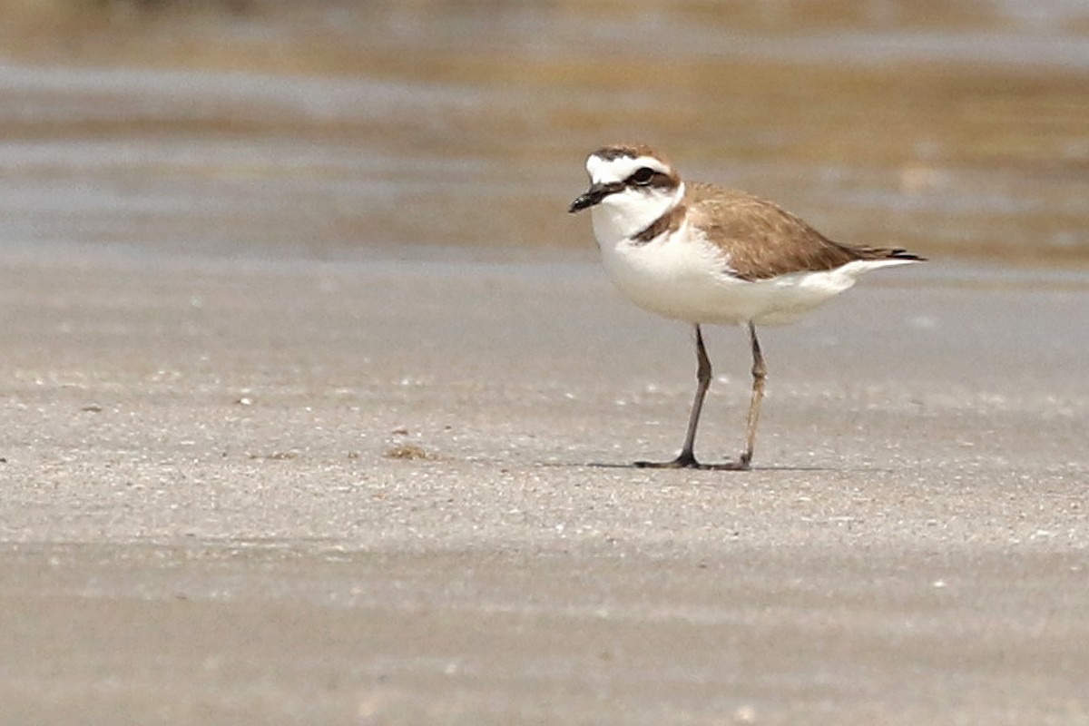 Kentish Plover - ML552233161